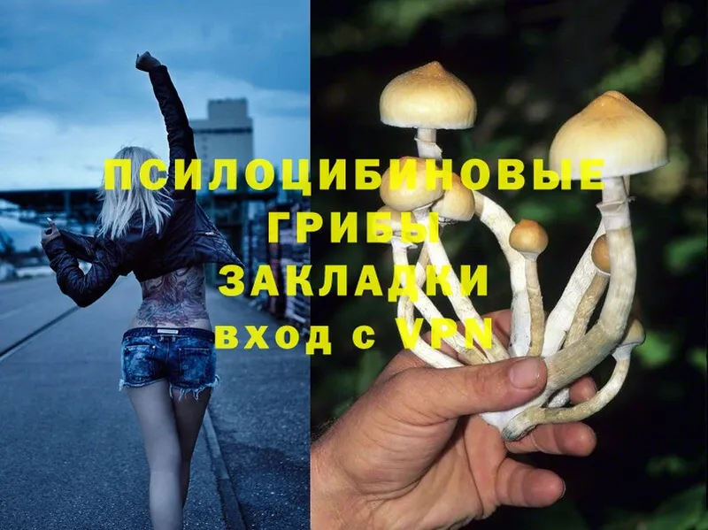 Псилоцибиновые грибы Psilocybe  Нововоронеж 